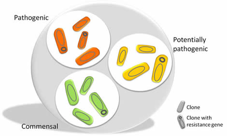 E. coli subsets