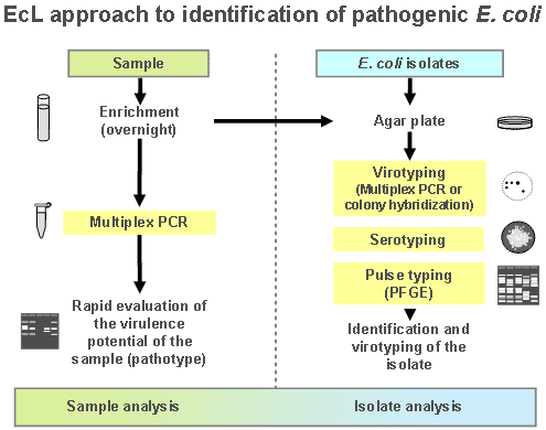 EcL approach to identification of pathogenic E. coli