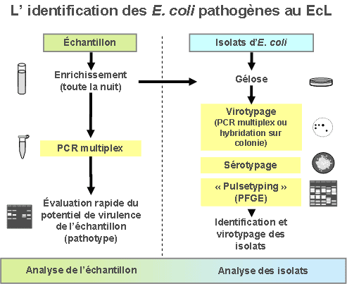 EcL approach to identification of pathogenic E. coli